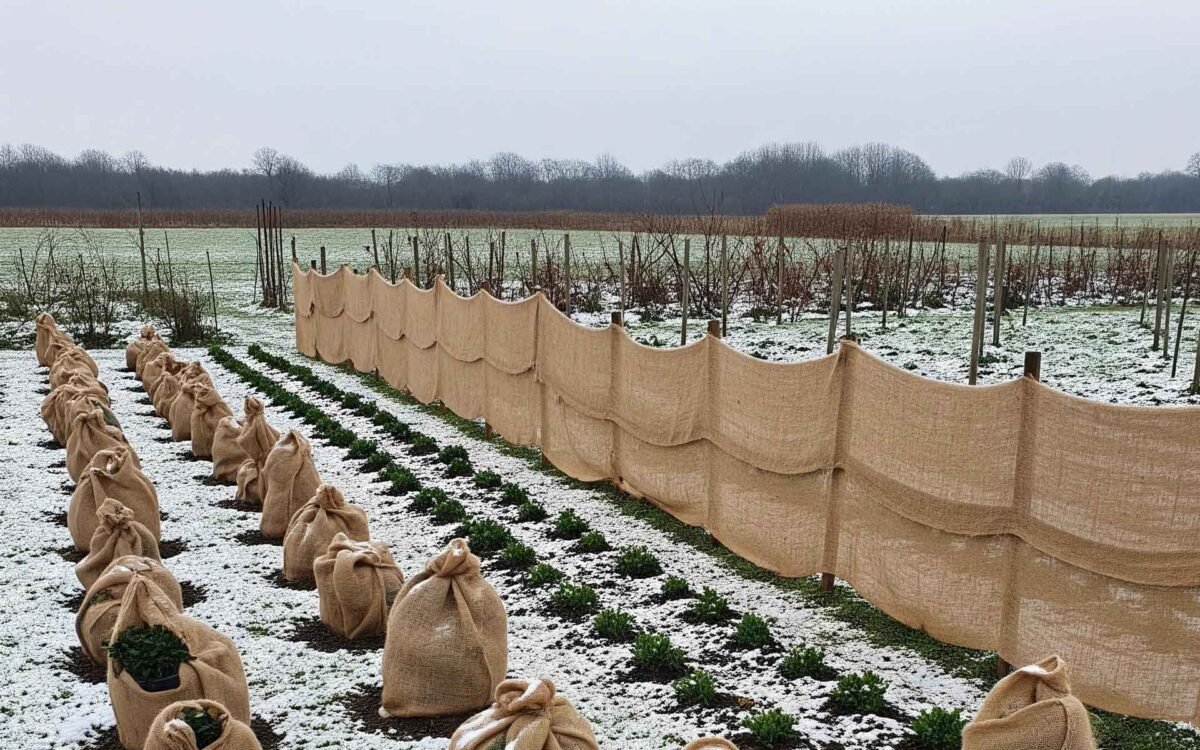 How to Use Burlap for Gardening: From Plant Protection to Erosion Control