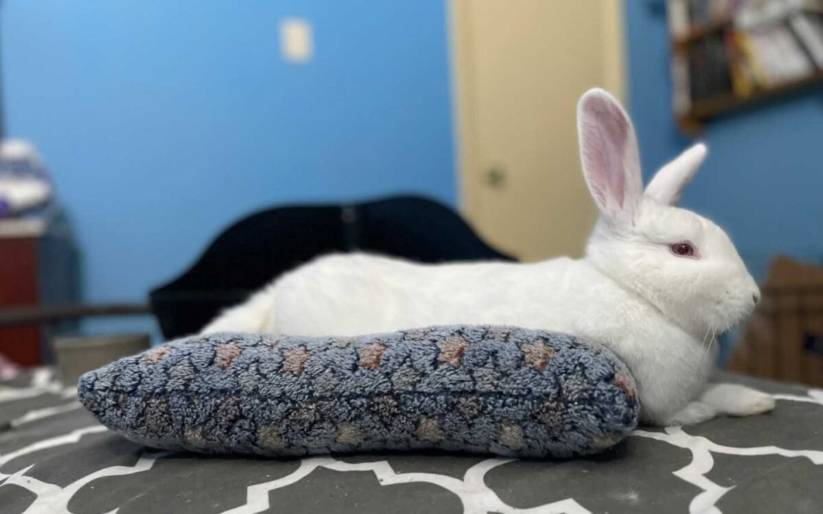 Best Fleece Fabrics for Sewing: Why Polar Fleece is Perfect for Pet Blankets and Rabbits