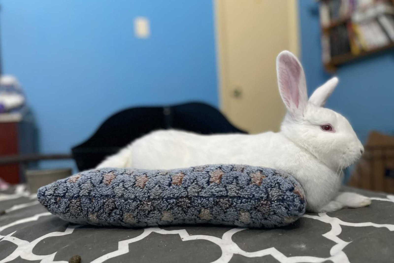 polar fleece for rabbits