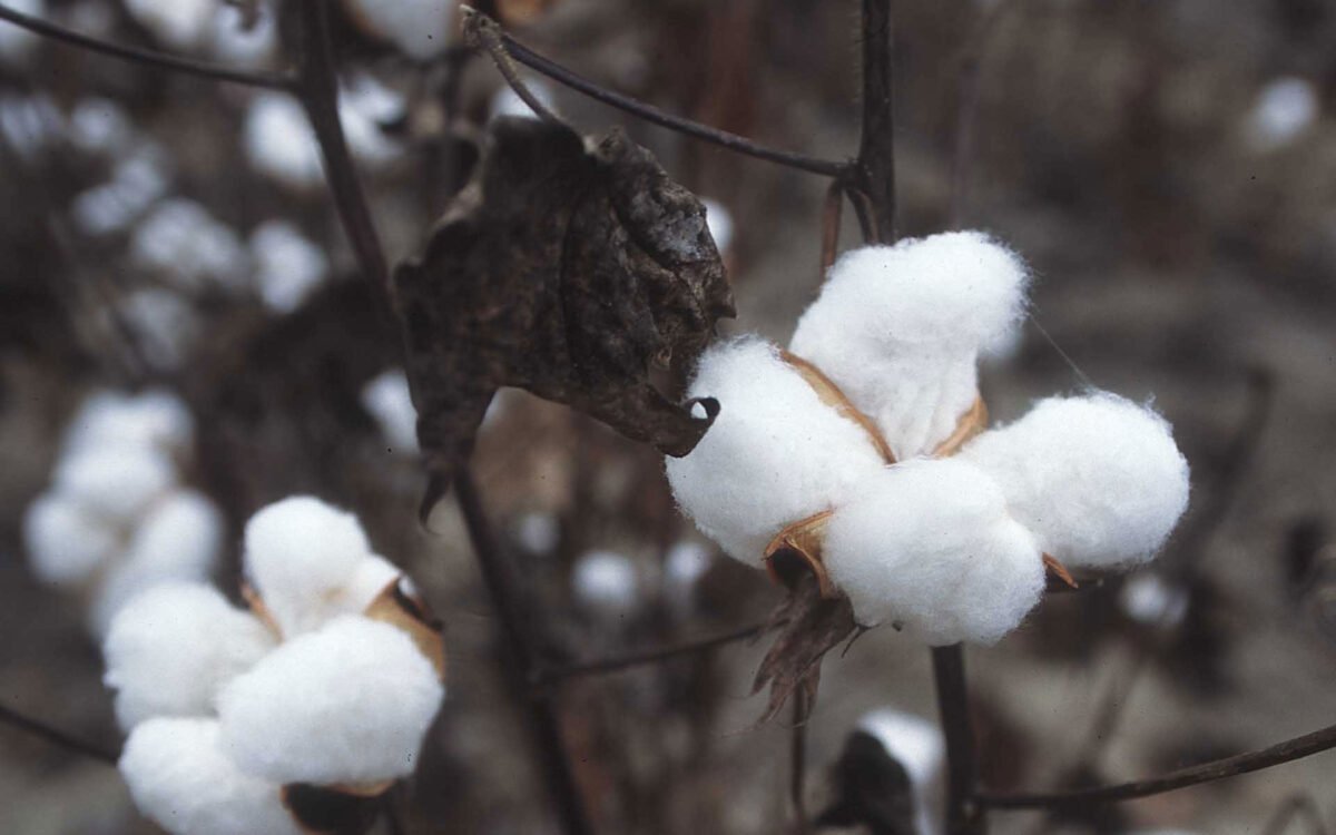 Nature’s Best: Where Does Cotton and Wool Come From?