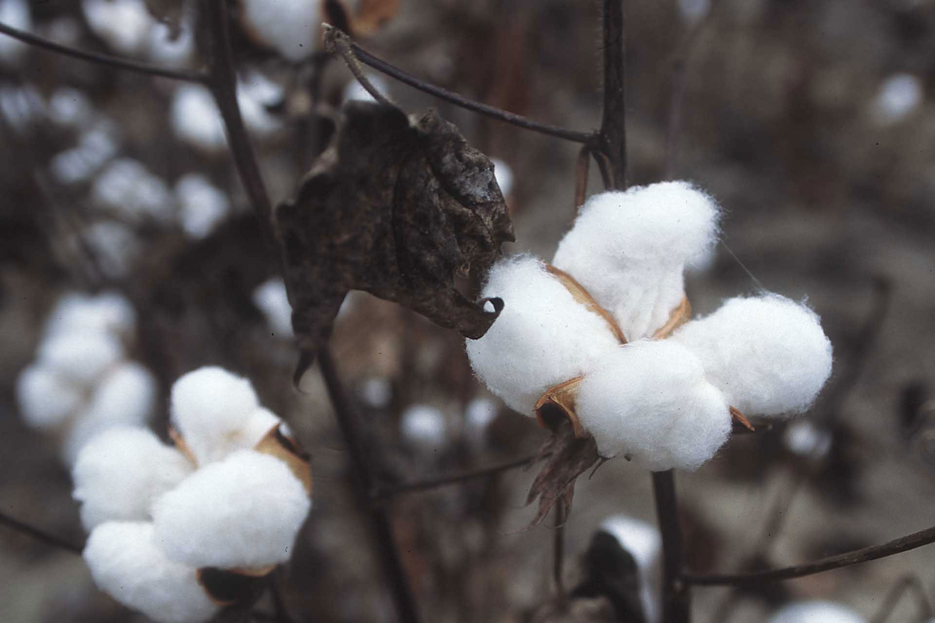 where does cotton come from